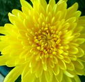 mums,chrysanths
